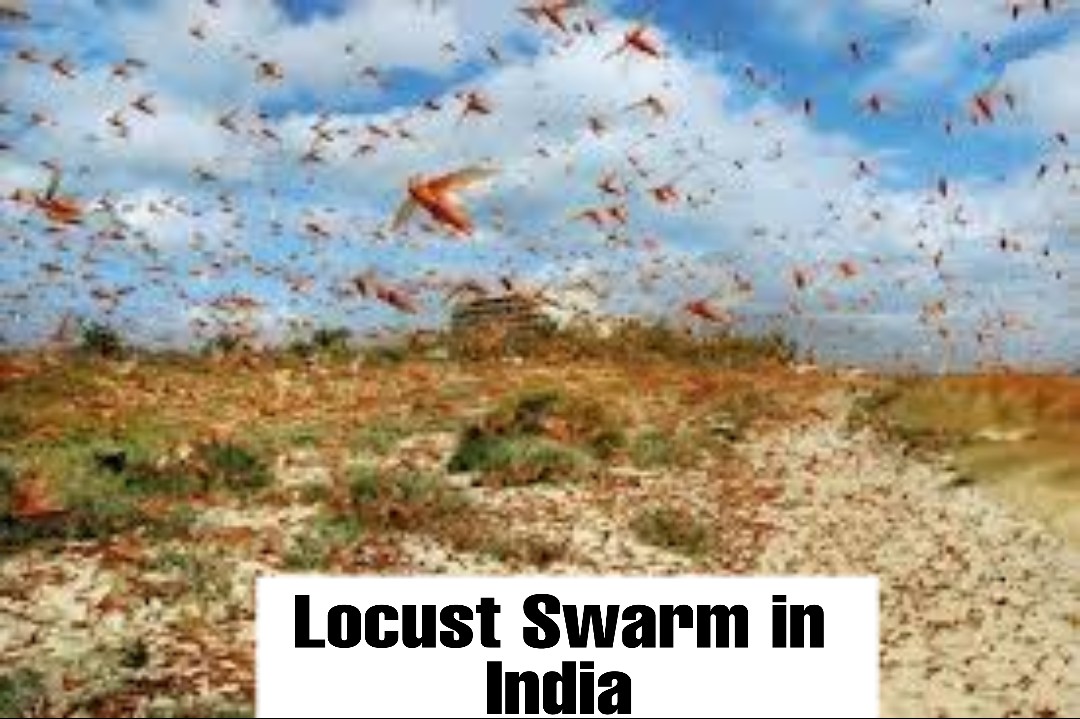 Locust Swarm in India