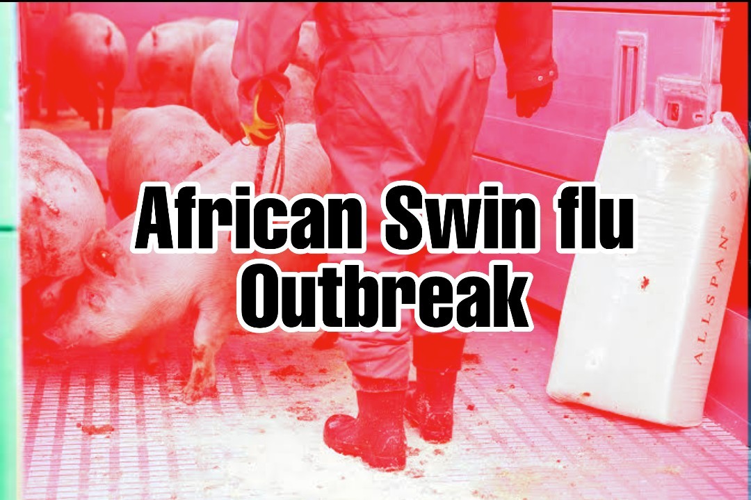 African Swin flu Outbreak